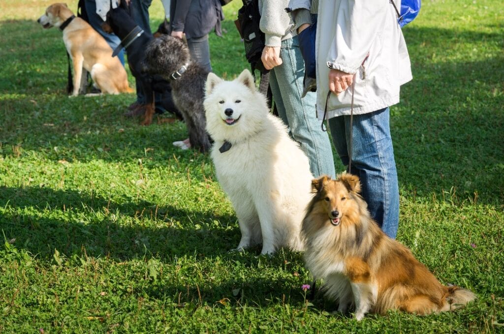 A group of dogs sitting near their trainers in a dog school