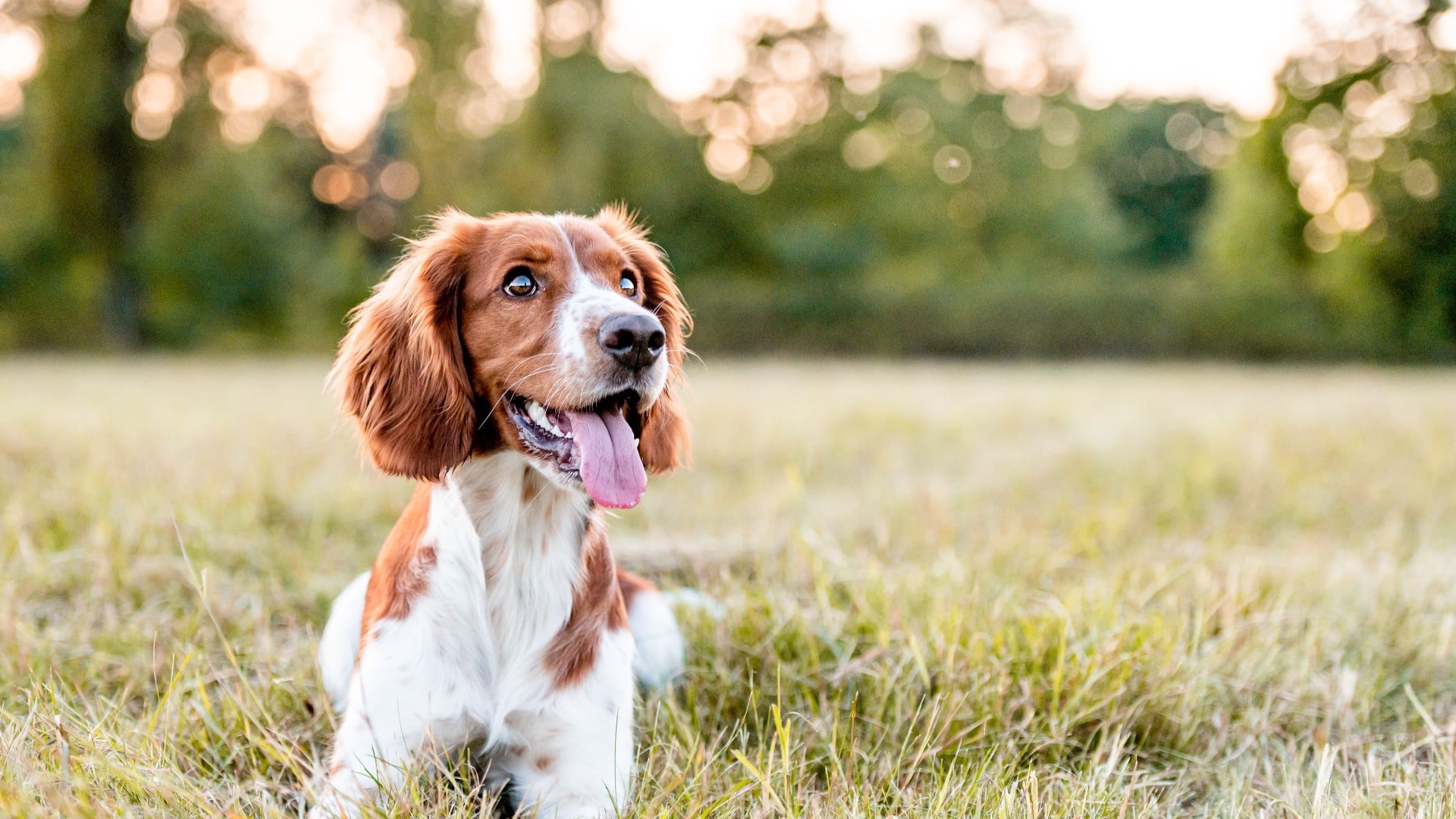 Adorable welsh springer spaniel dog breed in evening.