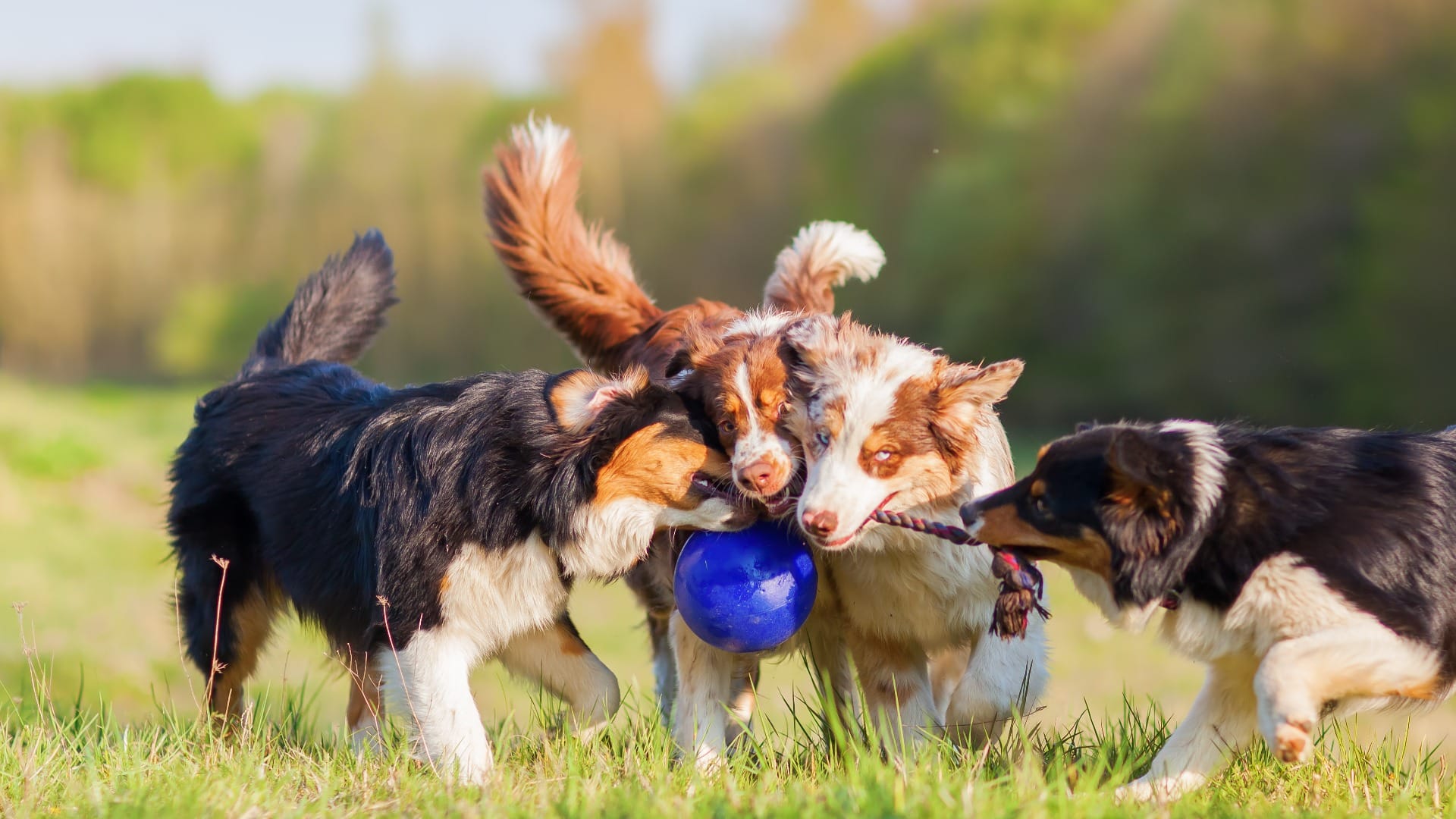 four Australian Shepherd pulling at a ball