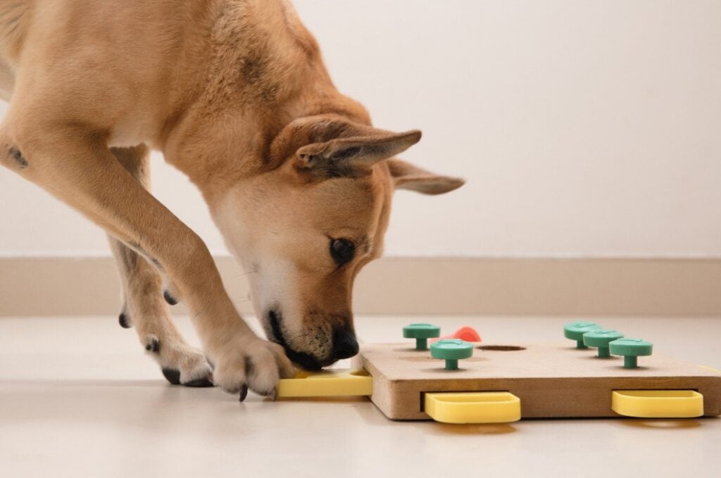 Smart dog is looking for delicious dried treats in intellectual game and eating them, close up. Intellectual game for dogs. and training of nose work with pet. brain game training for dogs