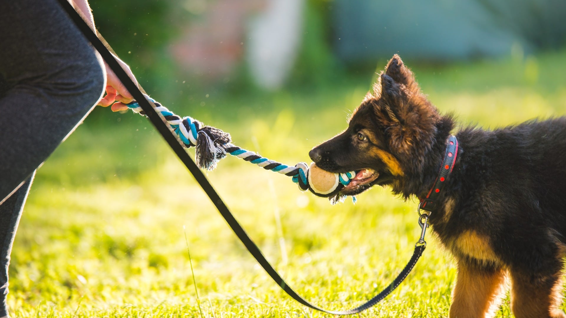 Young cute puppy of german shepherd dog during a puppy school training with the owner in the park, in beautiful light